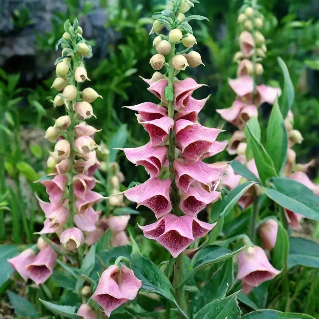 Digitalis mertonensis