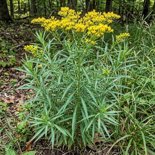 Euthamia graminifolia