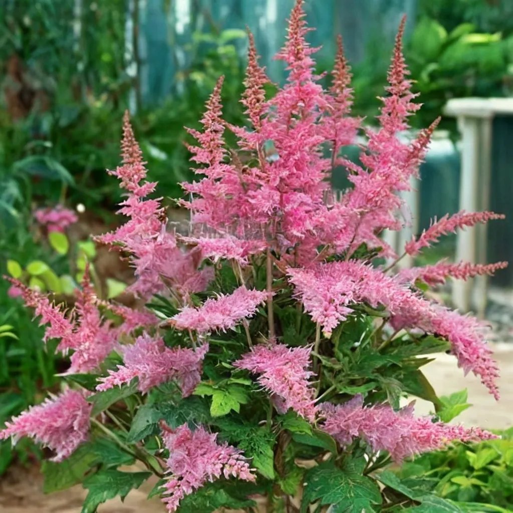Astilbe chinensis 'Love and Pride'