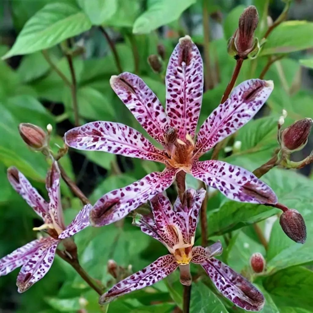 Tricyrtis hirta 'Dark Beauty'