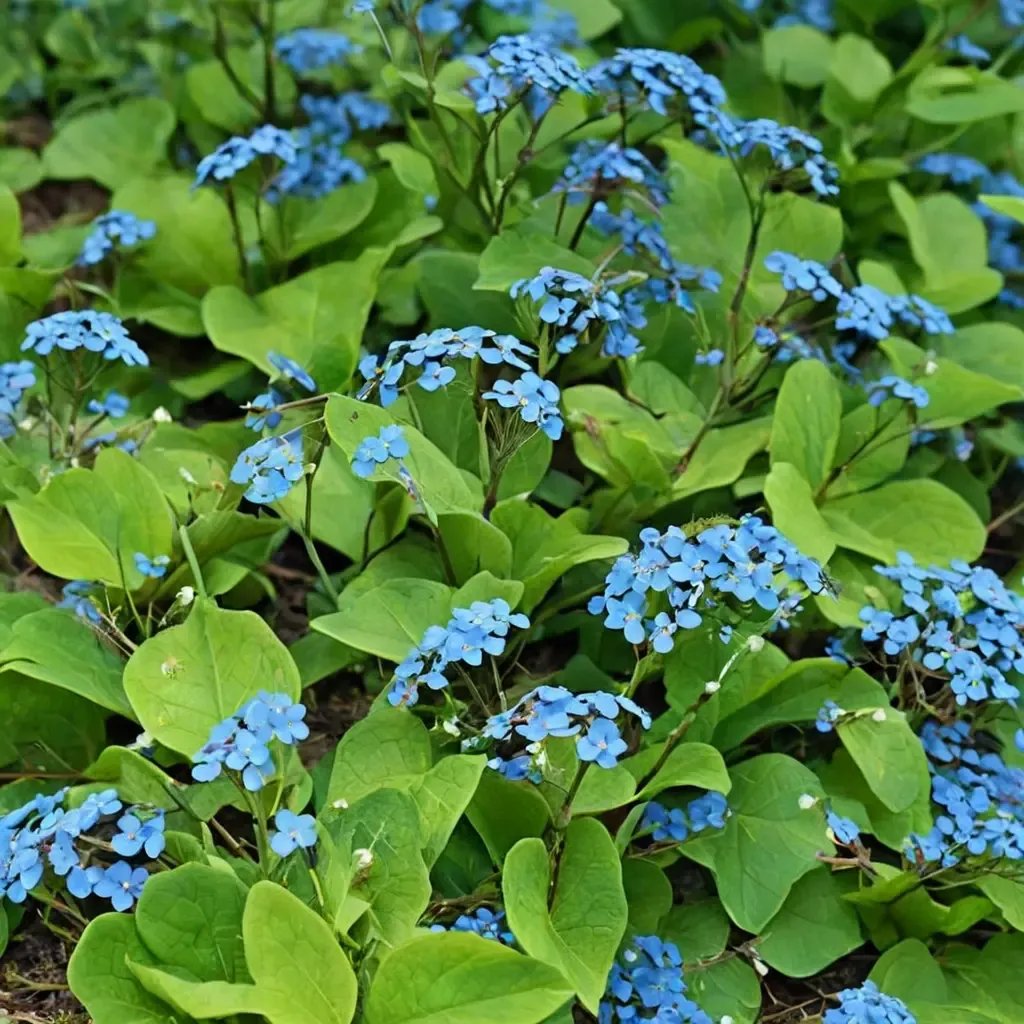 Brunnera macrophylla 'Bugloss'