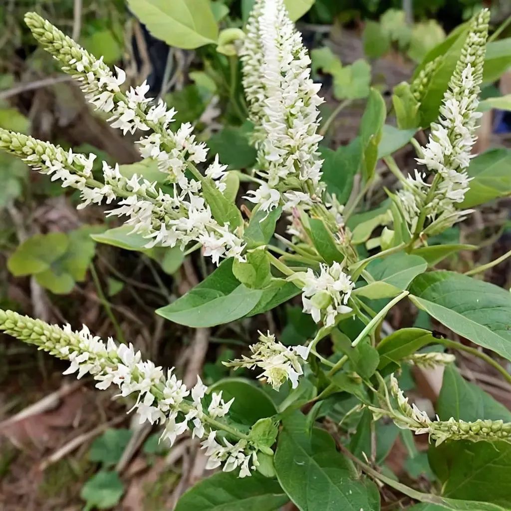 Aloysia virgata