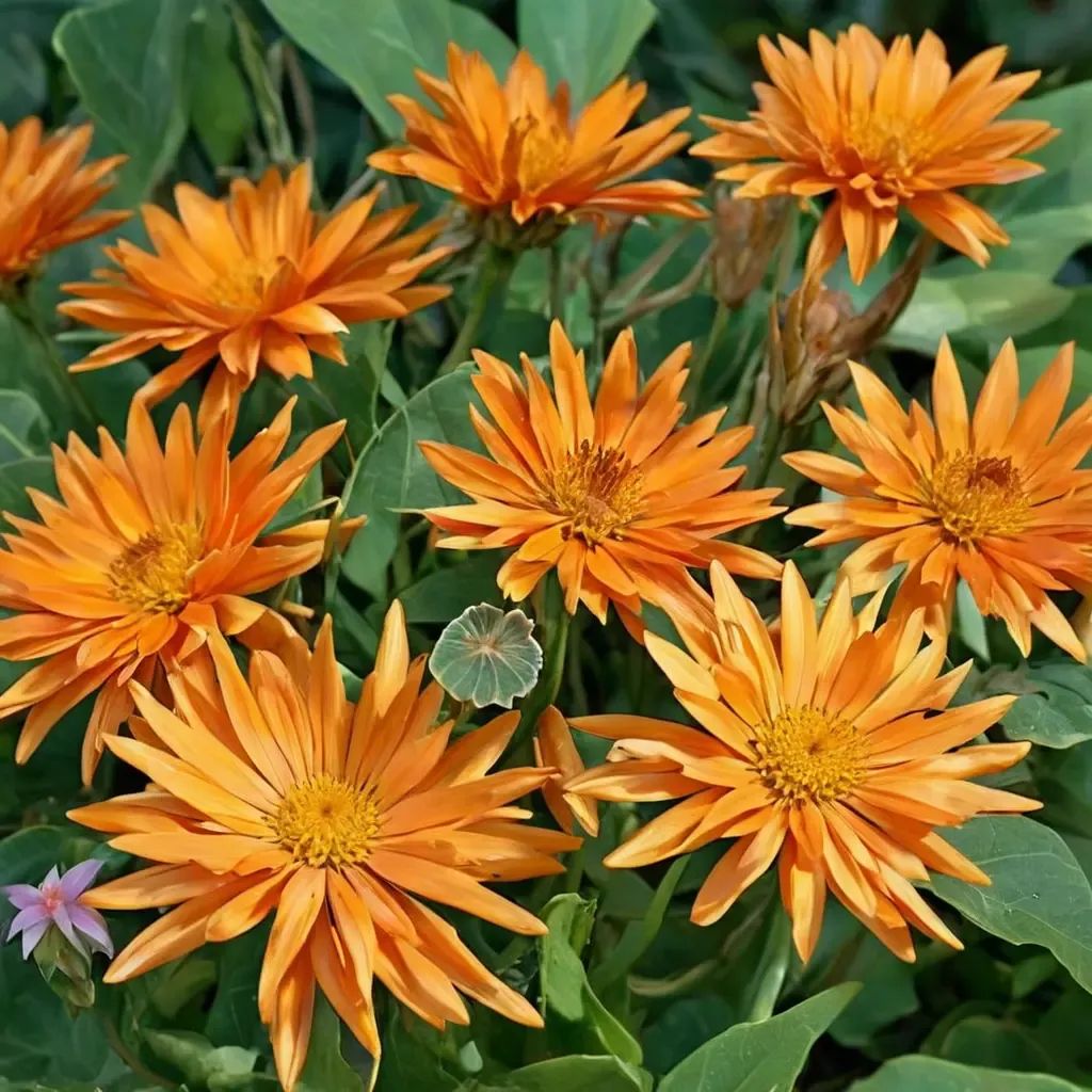 Calendula officinalis 'Radio'