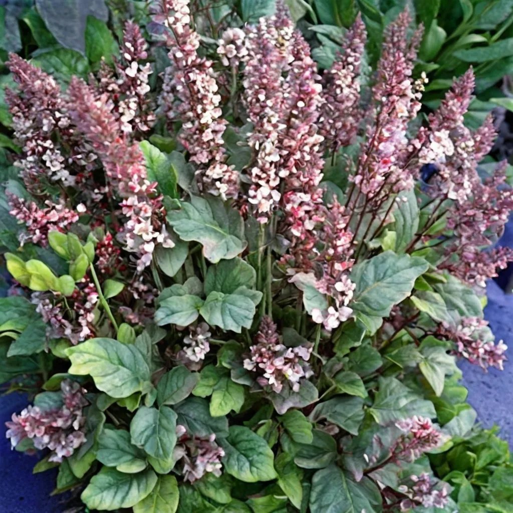 Heucherella x hybrida 'Crimson Clouds'