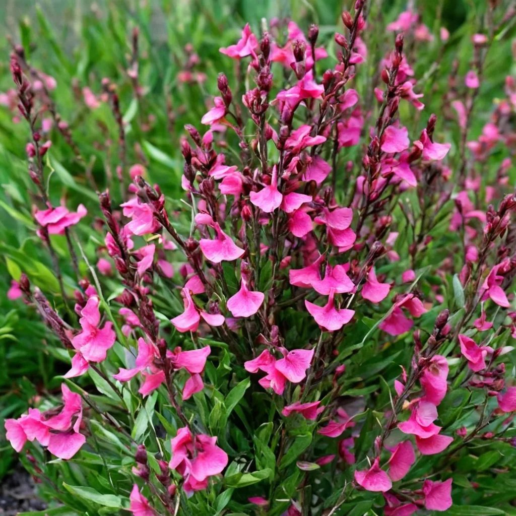Salvia greggii 'Dwarf Pink'