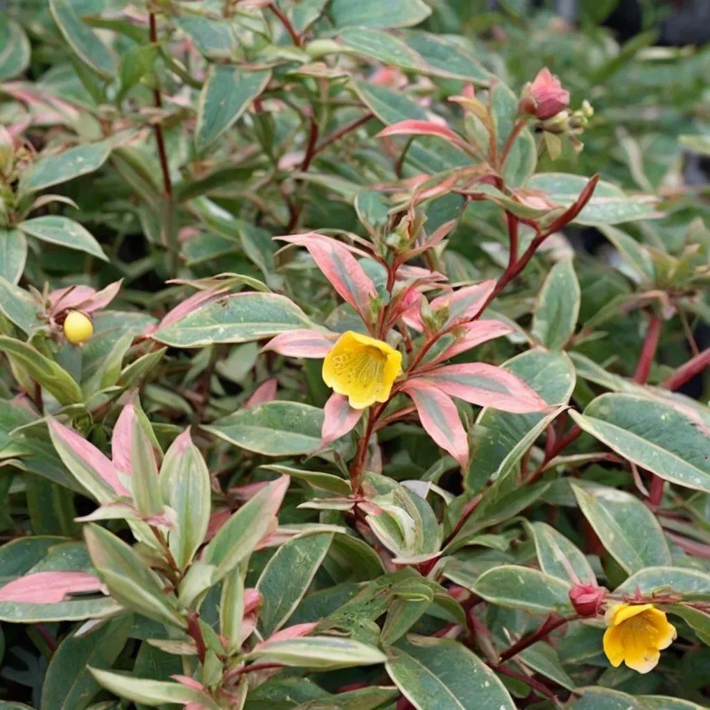 Hypericum x moseranum 'Tricolor'