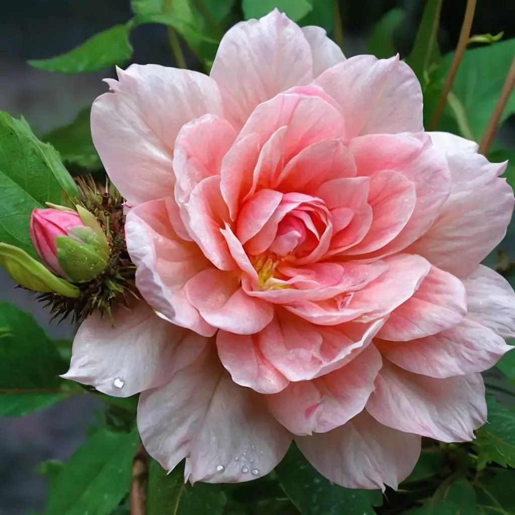 Rosa x hybrida 'Gay Princess'