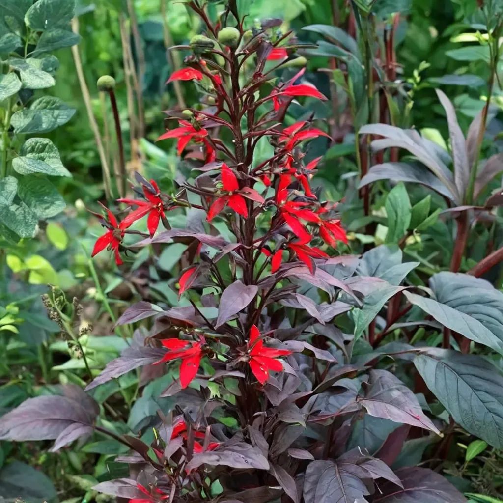 Lobelia cardinalis 'Black Truffle'