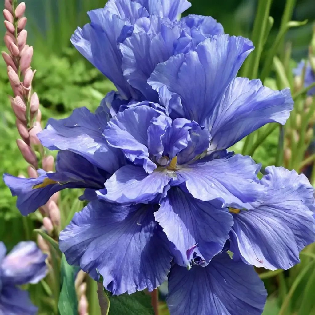Iris x germanica 'Yaquina Blue'
