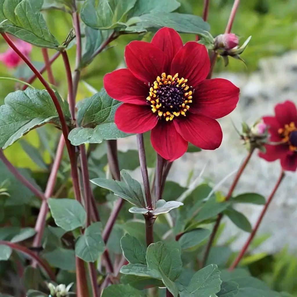 Dahlia x hortensis 'Bishop of Auckland'