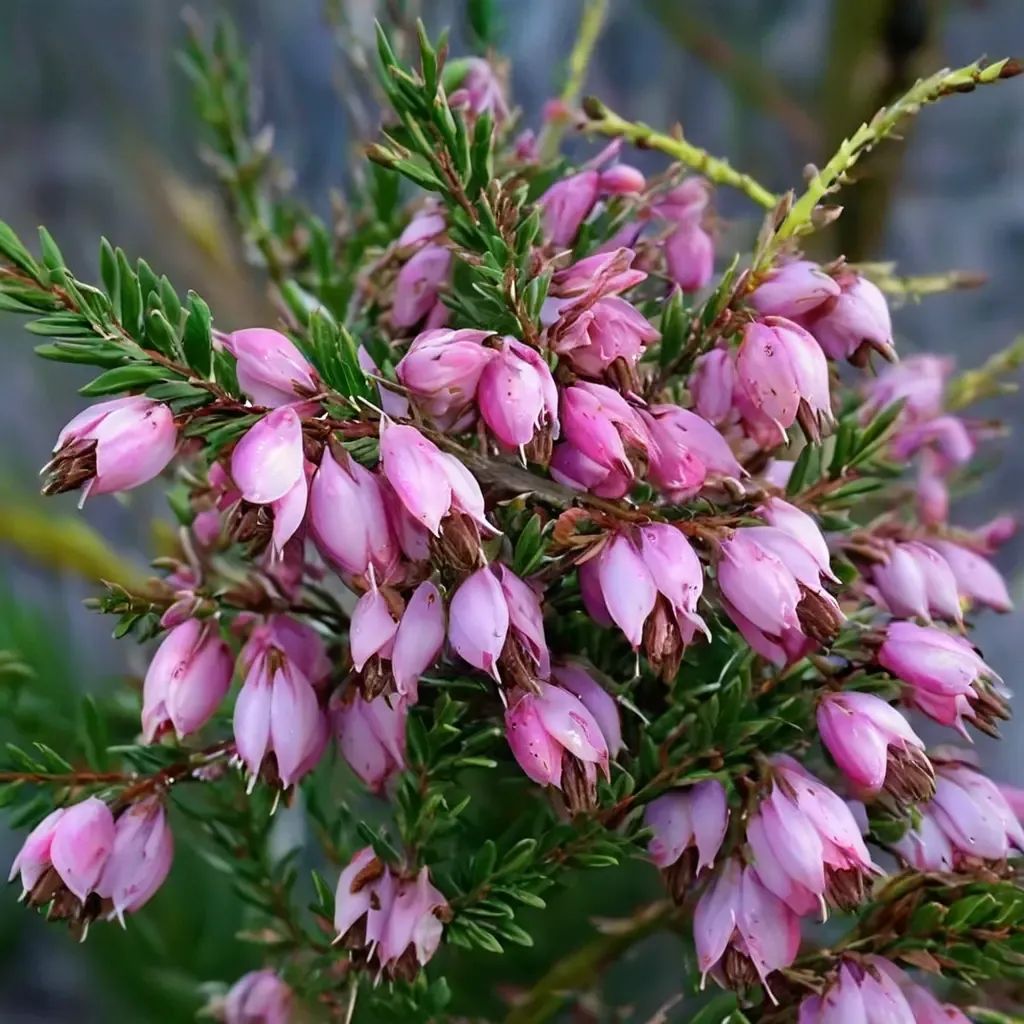 Erica carnea
