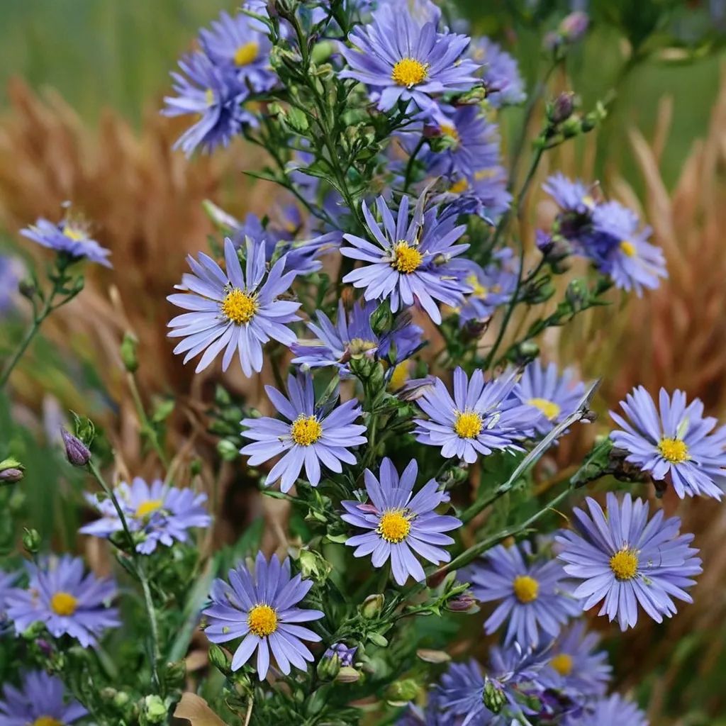 Symphyotrichum laeve