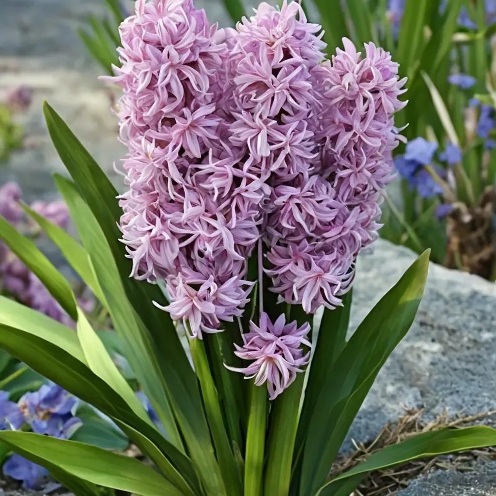 Hyacinthus orientalis 'Splendid Cornelia'