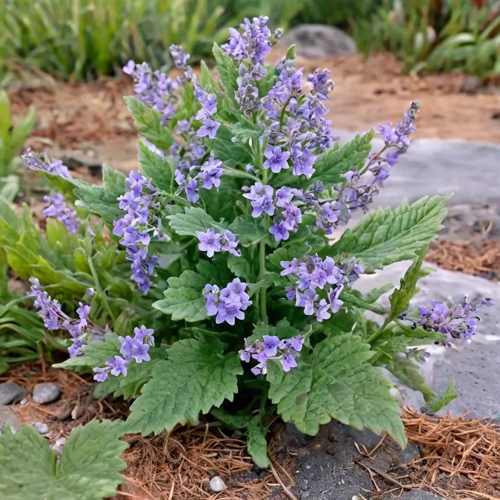Nepeta x hybrida