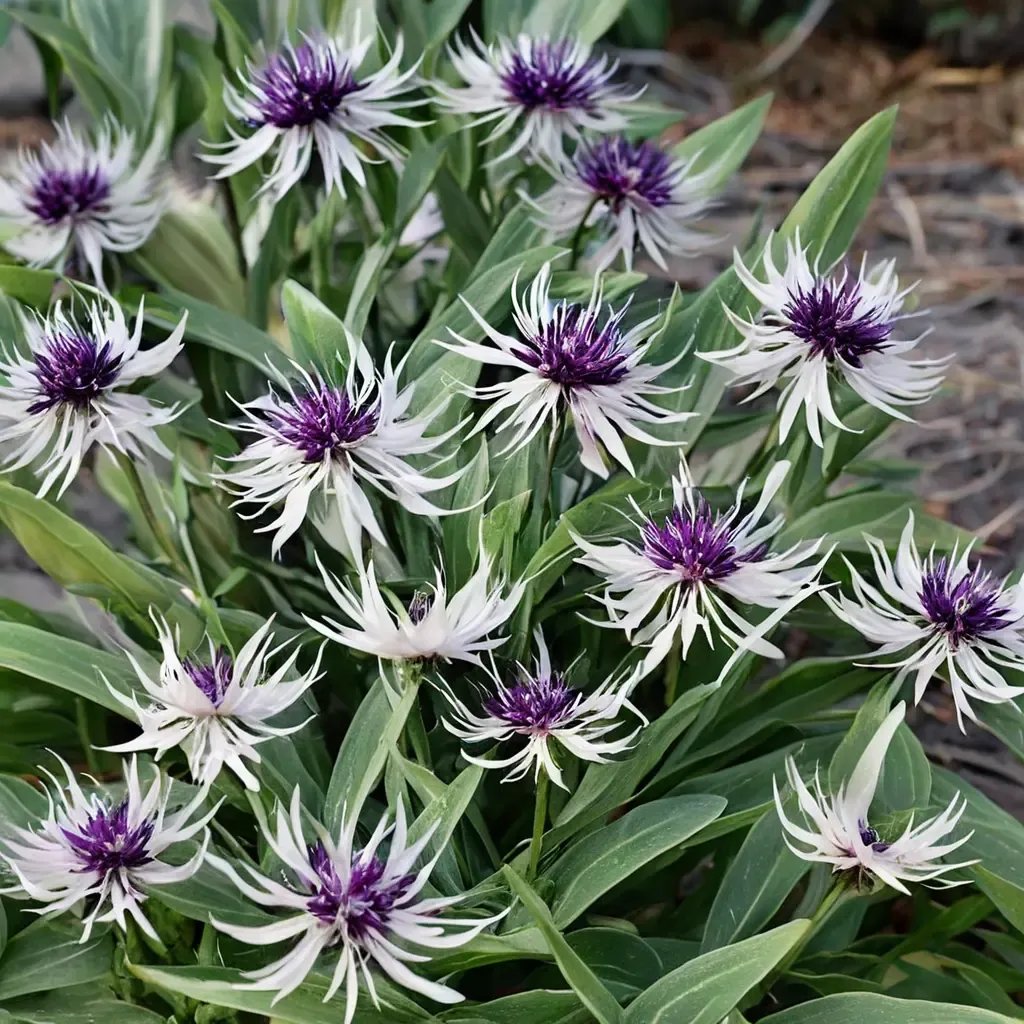 Centaurea cyanus 'Amethyst in Snow'