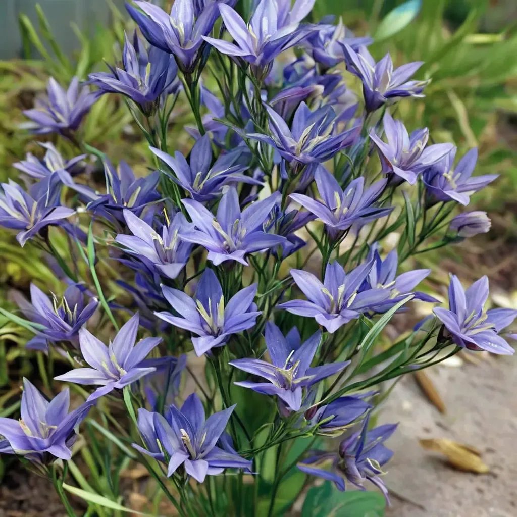 Triteleia laxa 'Queen Fabiola'