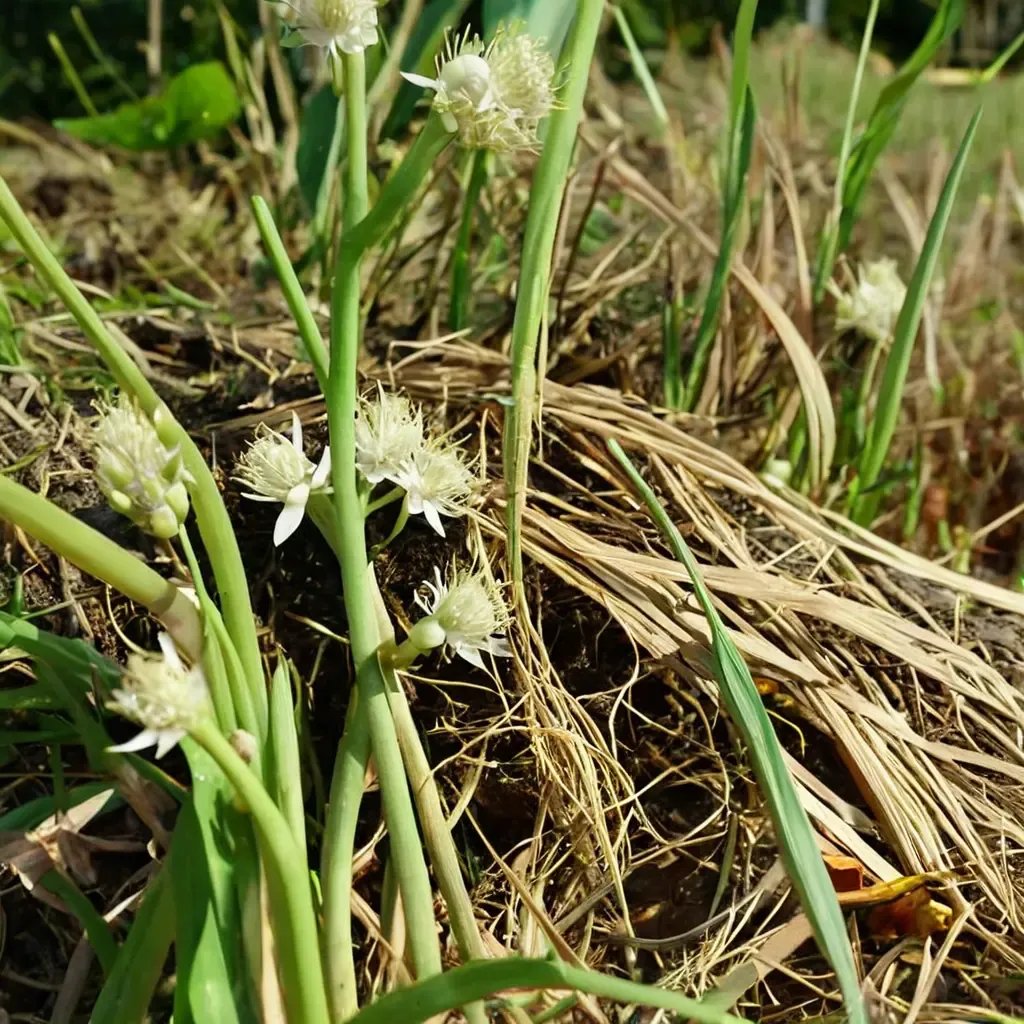 Allium gratisimum