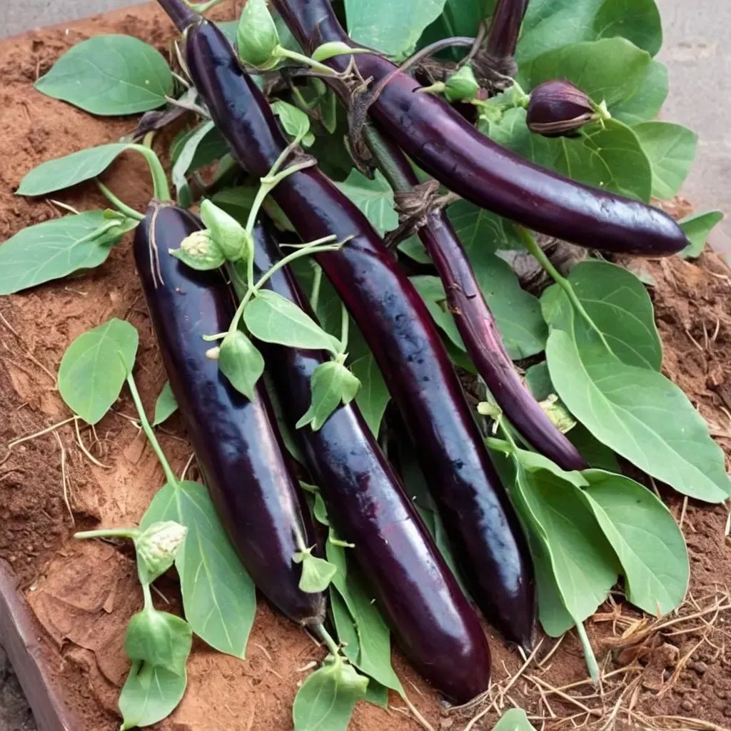 Solanum melongena 'Orient Express'