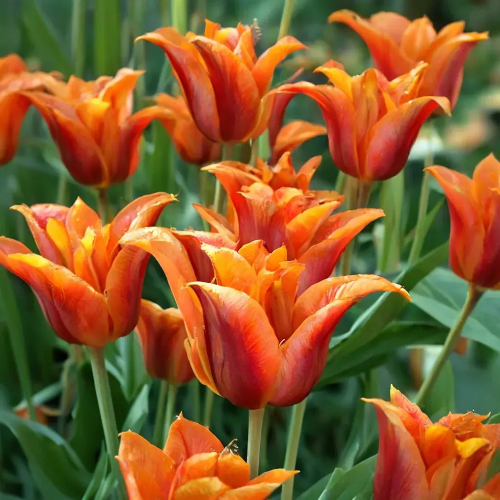 Tulipa tulipa 'Ballerina'