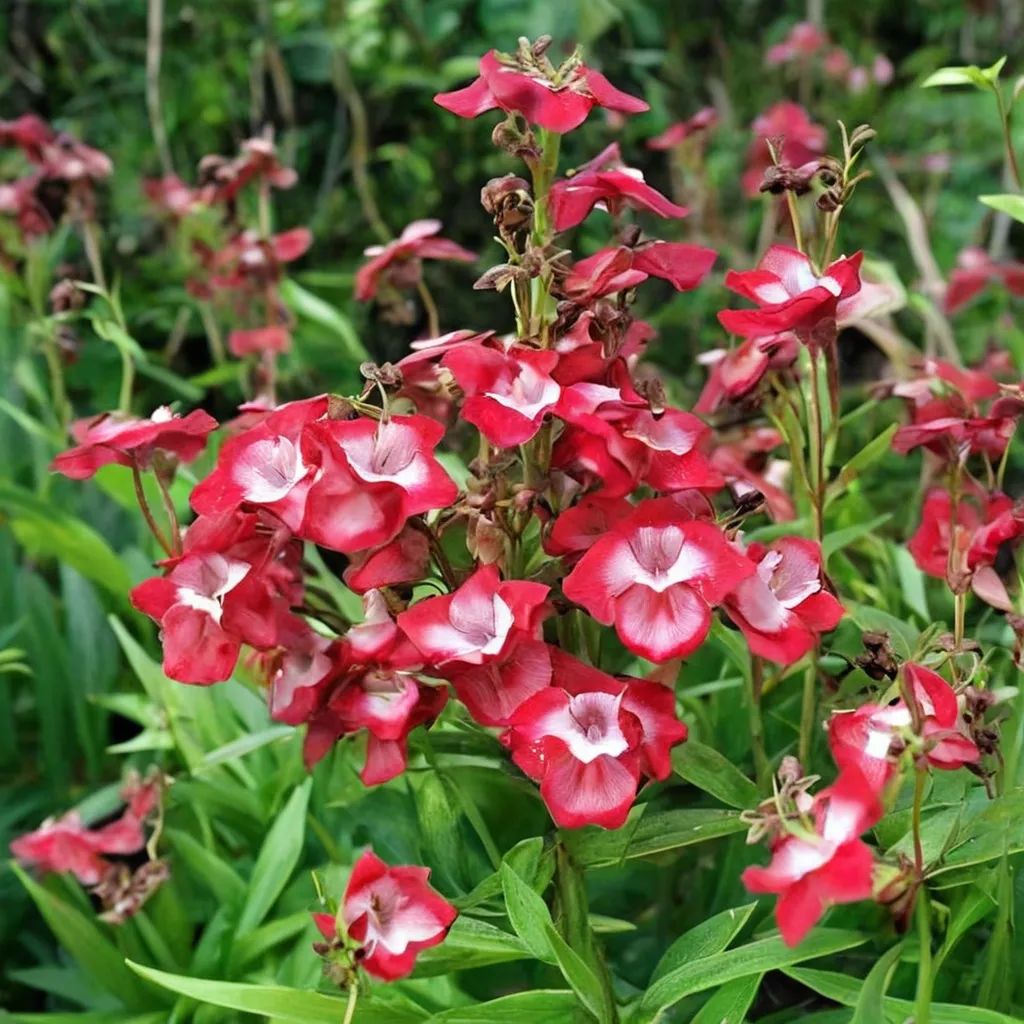 Penstemon gloxinioides 'Scarlet Queen'