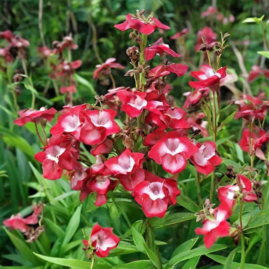 Penstemon x gloxinioides 'Scarlet Queen'