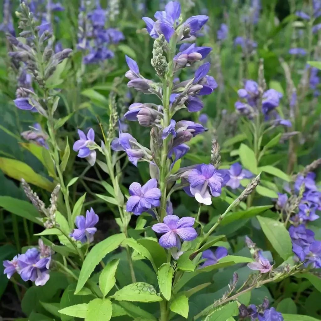 Scutellaria incana