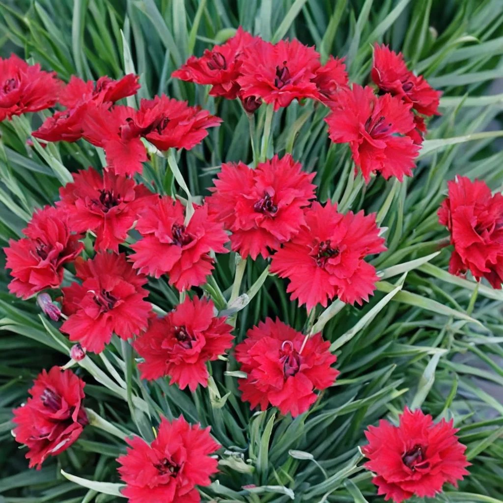 Dianthus caryophyllus 'Fire Star'