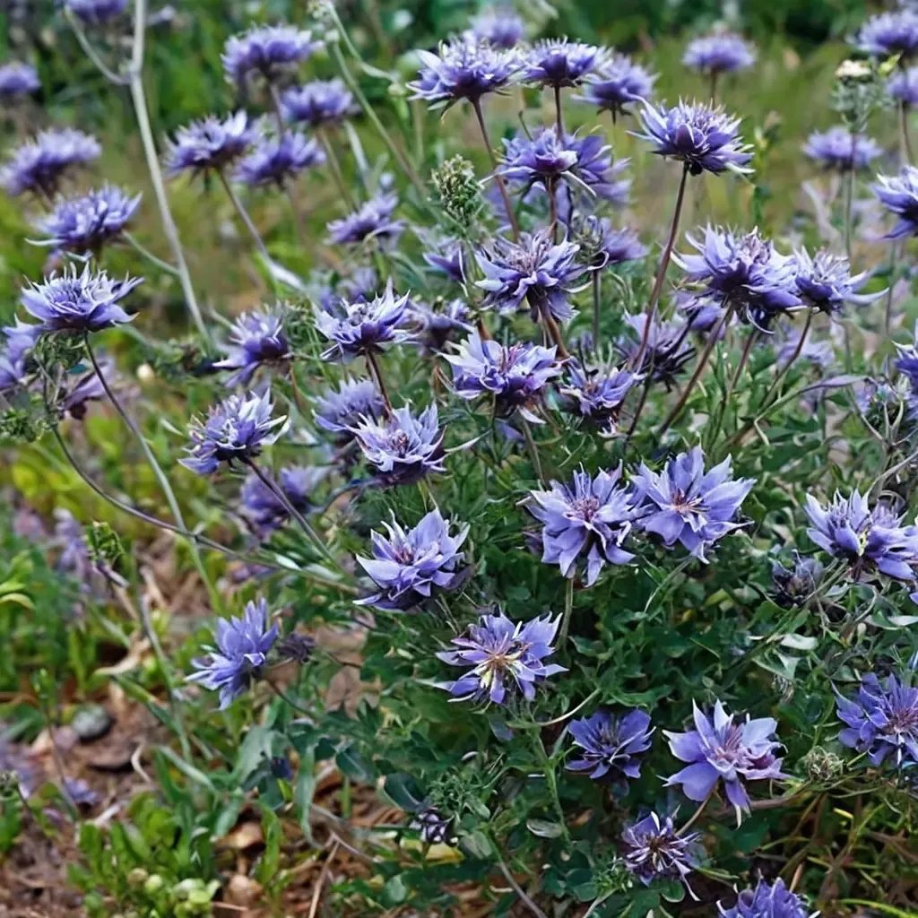 Salvia x leucophylla 'Pozo Blue'