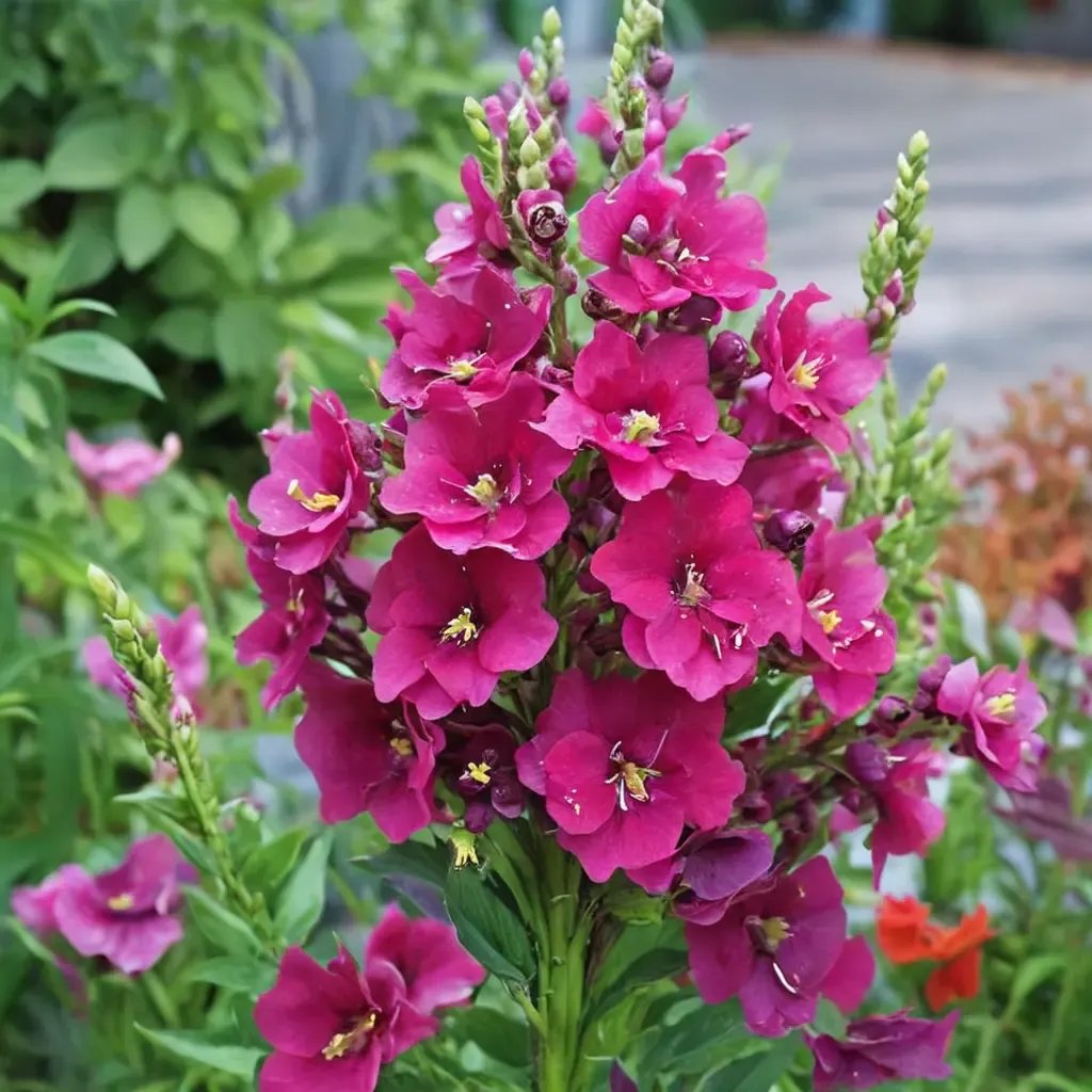 Antirrhinum majus 'Chantilly Purple'