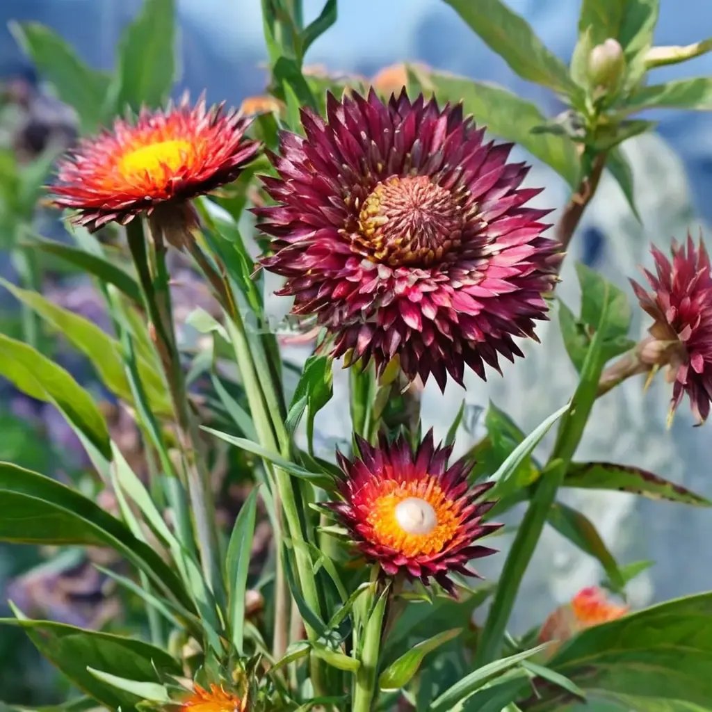 Helichrysum bracteatum 'Dragon Fire'