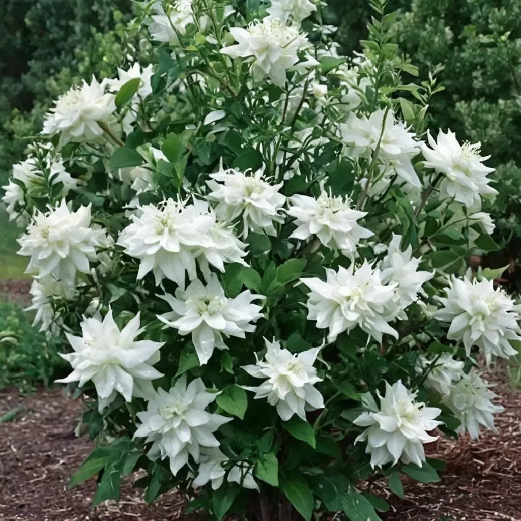 Philadelphus coronarius 'Minnesota Snowflake'