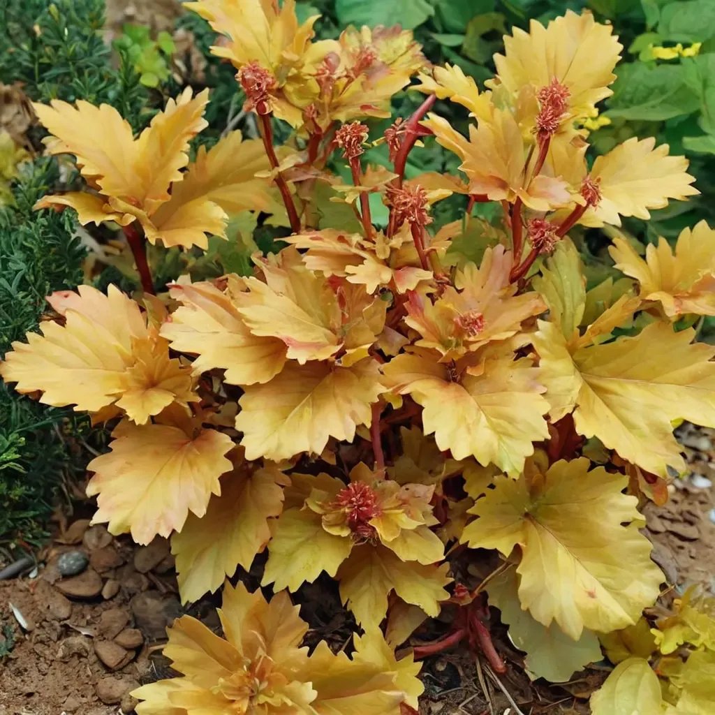 Heuchera sanguinea 'Amber Waves'