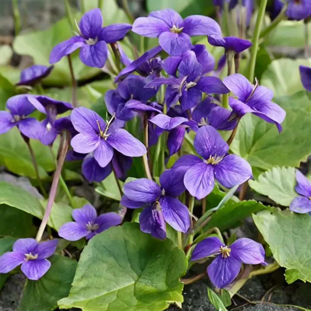 Viola x wittrockiana 'Queen Charlotte'