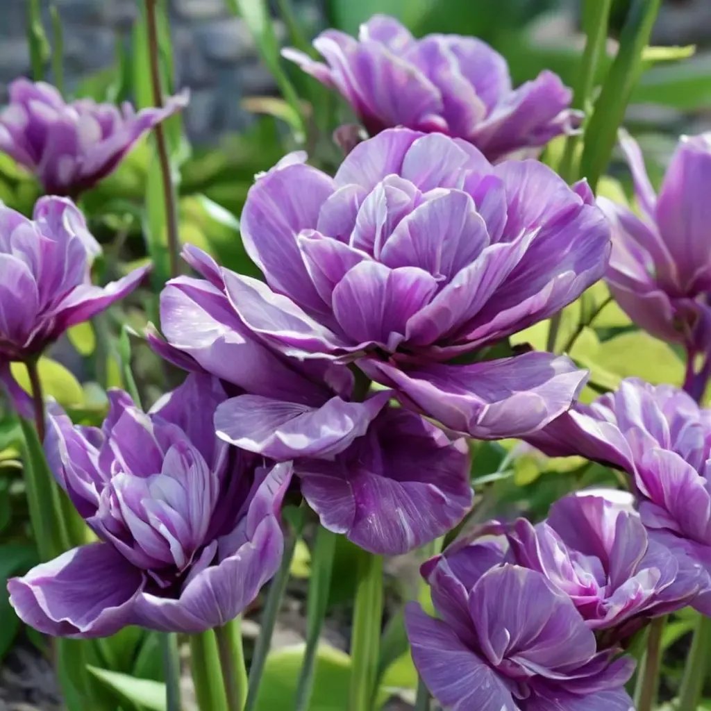 Tulipa tulipalis 'Blue Spectacle'