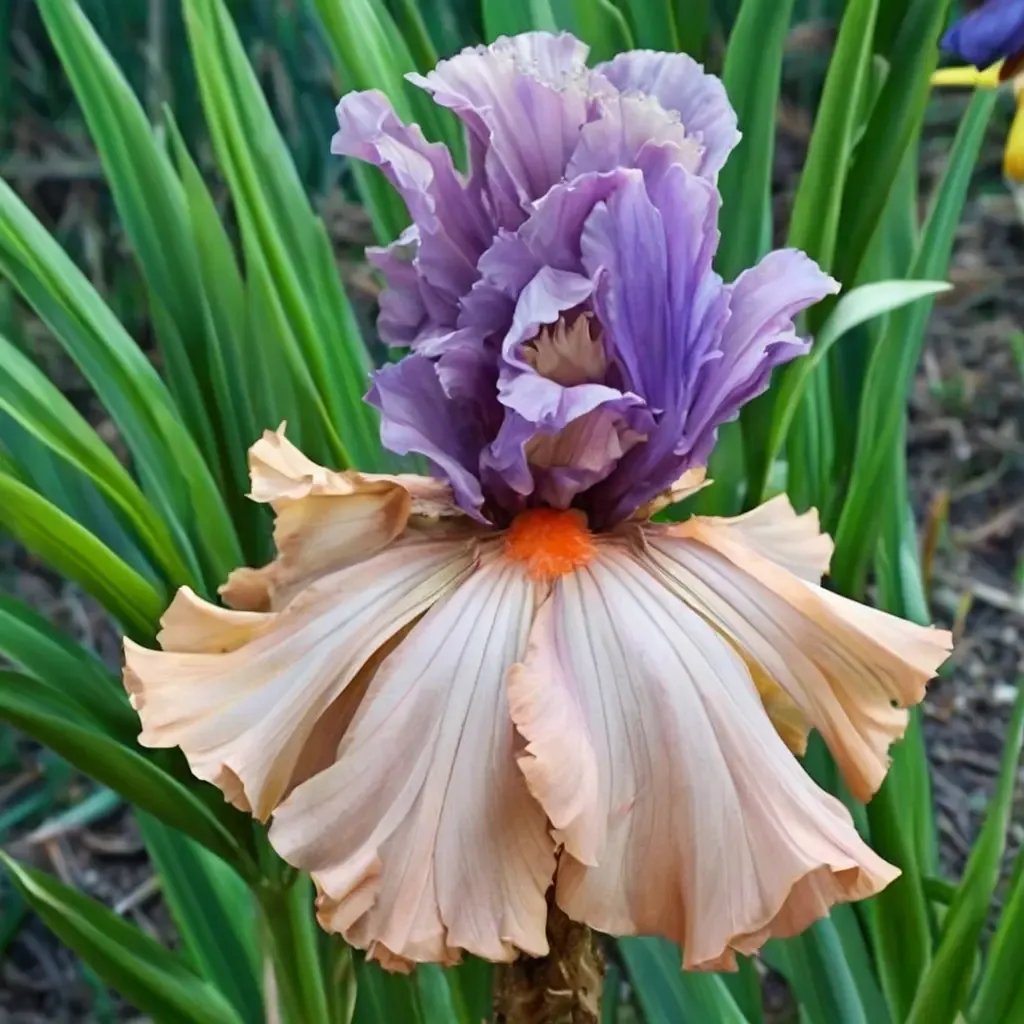 Iris x germanica 'La Scala'