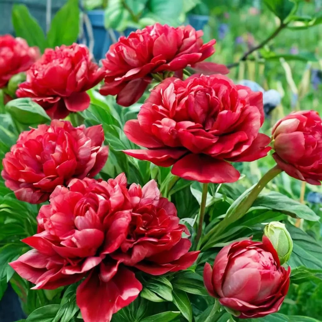 Paeonia lactiflora 'Henry Bockstoce'