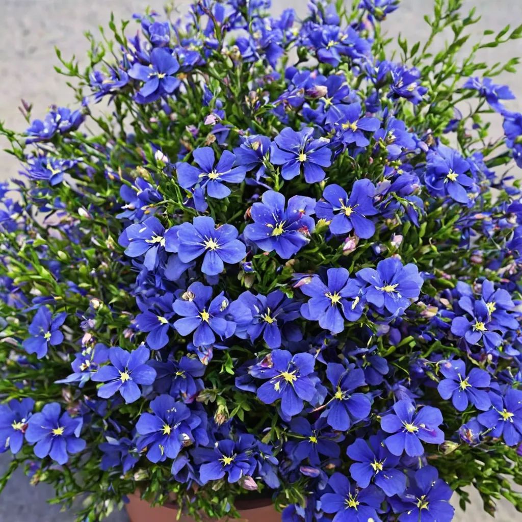 Lobelia erinus 'Laguna Dark Blue'