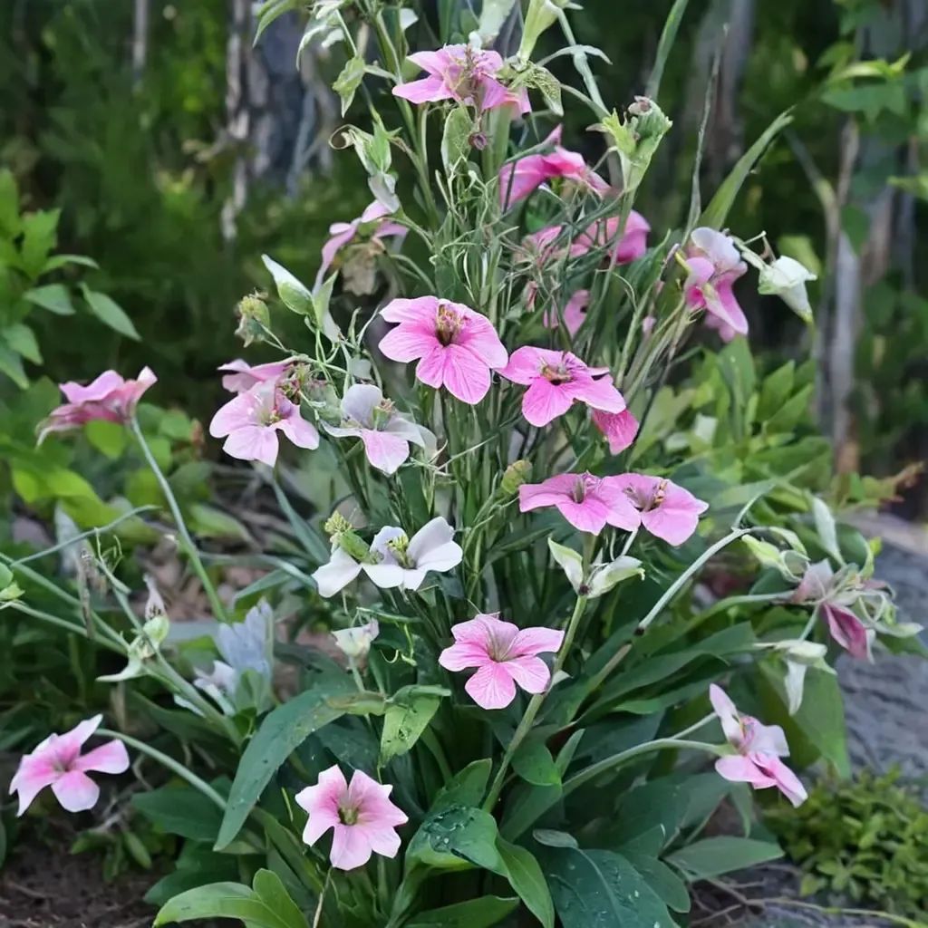 Nicotiana mutabilis
