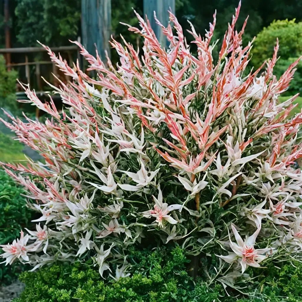 Salix integra 'Flamingo'
