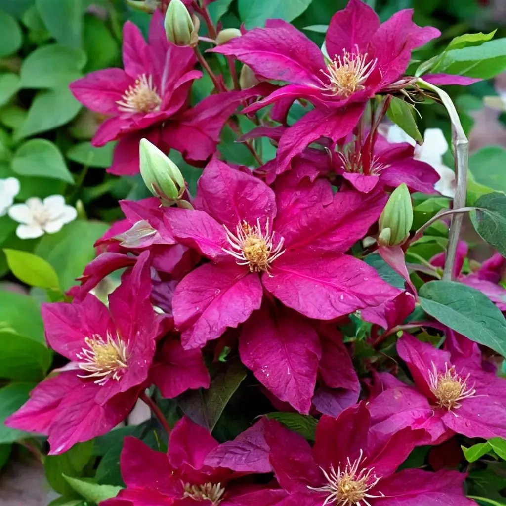 Clematis vitalba 'Ernest Markham'