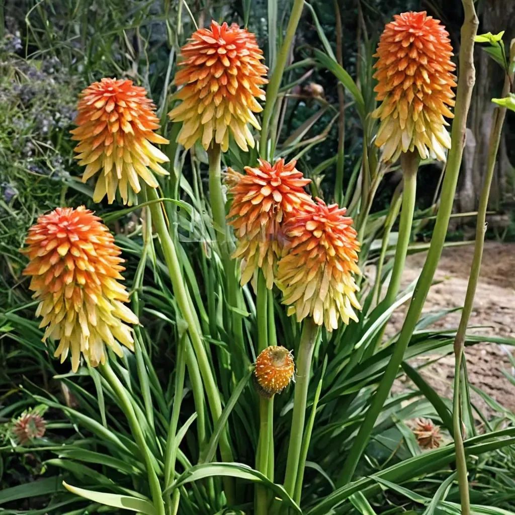 Kniphofia rooperi