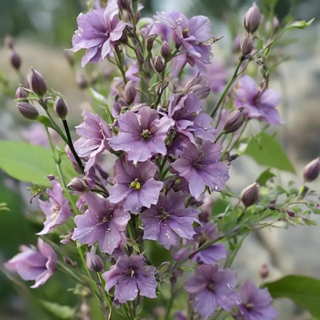 Consolida ajacis 'Earl Grey'