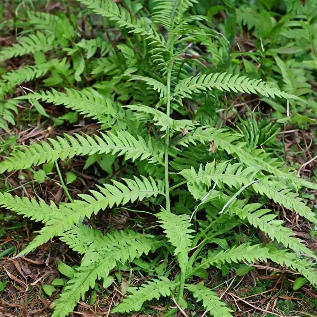 Lady Fern