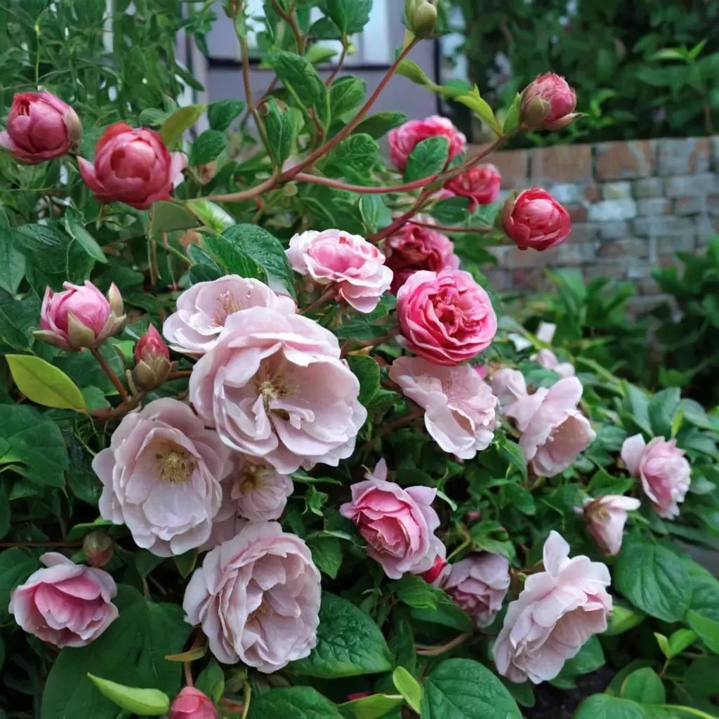 Rosa multiflora 'Princesse Louise'