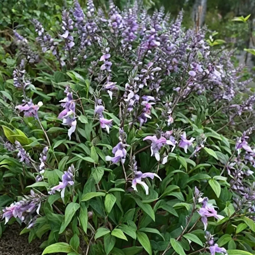 Salvia prunus 'Phyllis Fancy'