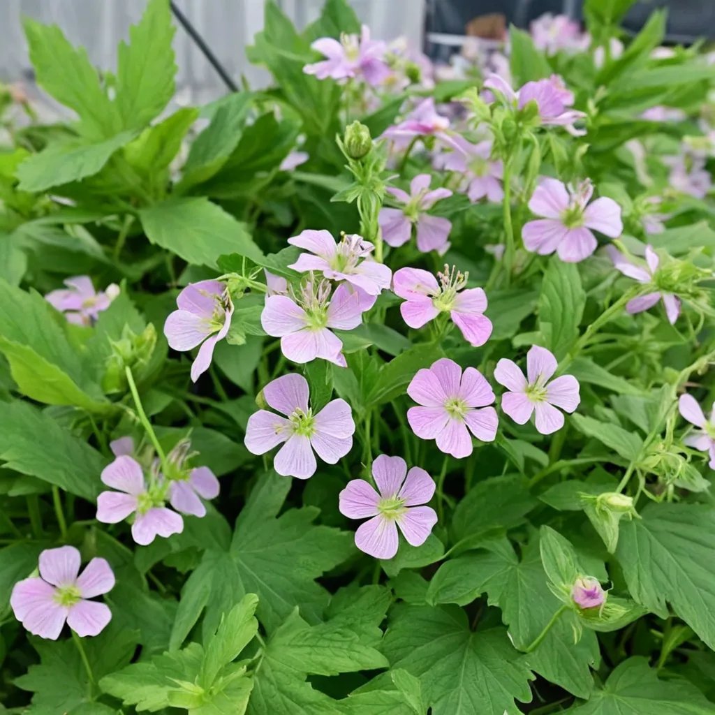 Geranium maculatum 'Chatto'
