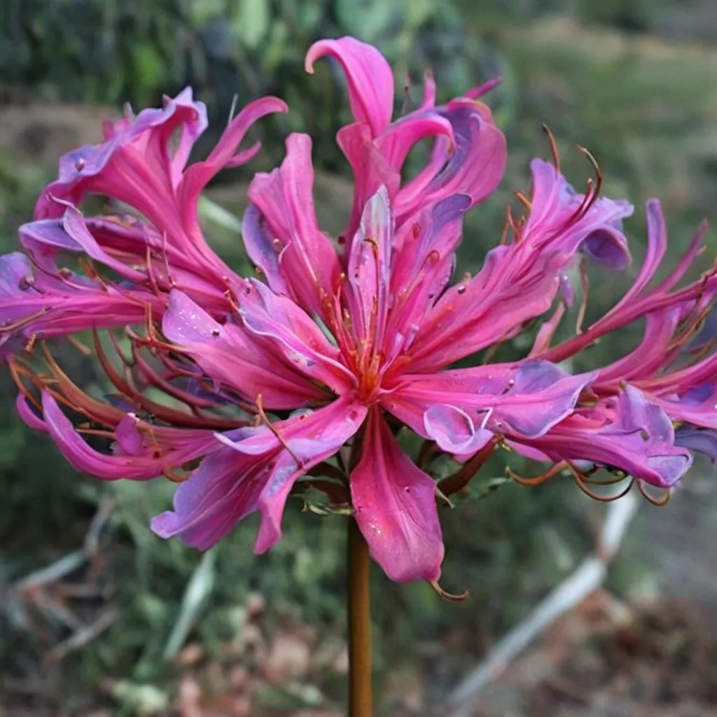 Lycoris x rosea 'Glenn Dale Peacock'