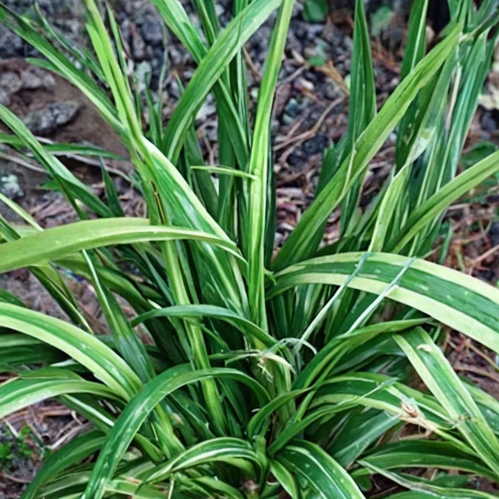 Aspidistra linearifolia