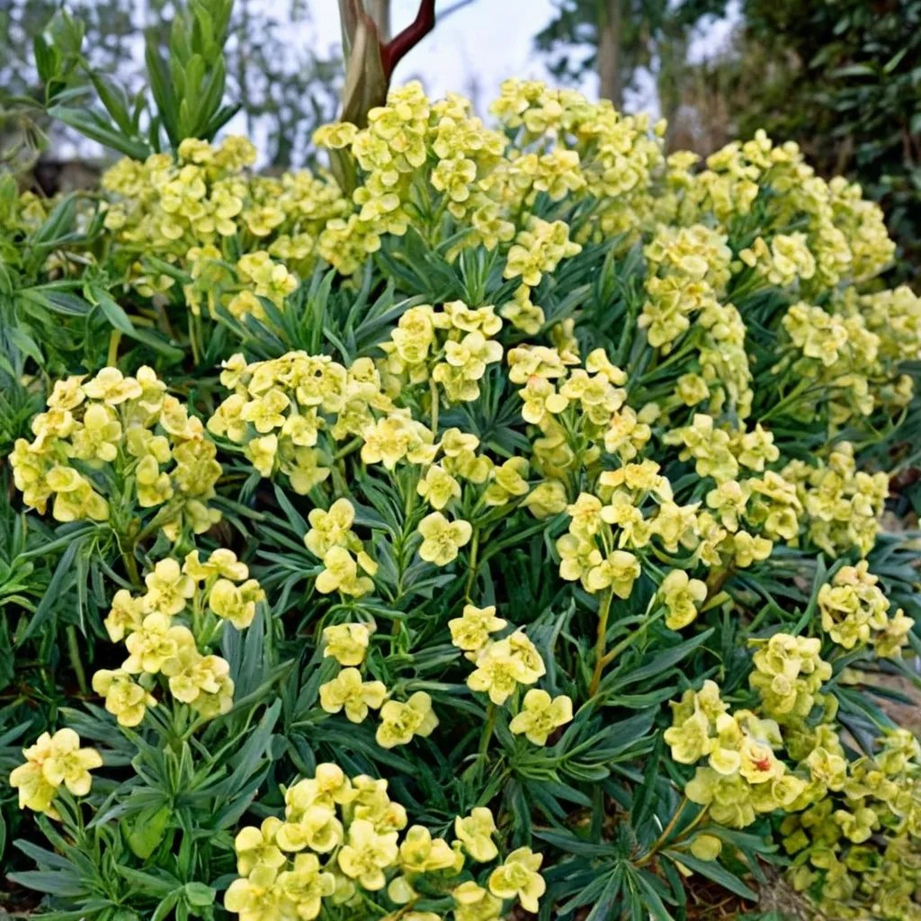 Euphorbia characias 'Lambrook Gold'
