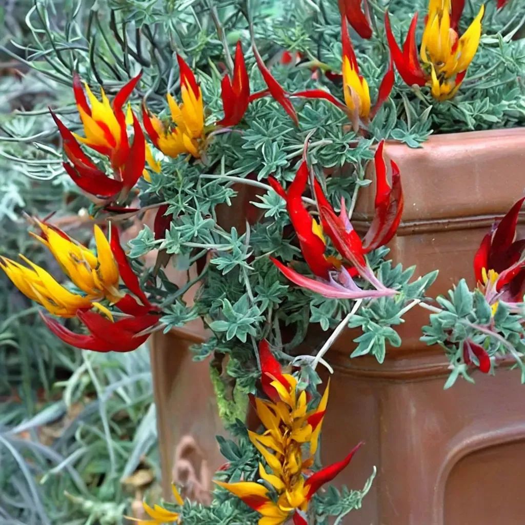 Lotus berthelotii